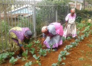 Library-led community garden feeds people, builds skills and boosts employability
